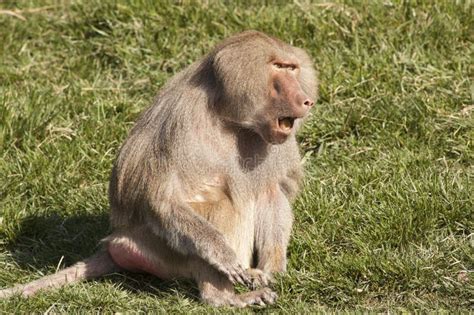 Image result for Baboon Communication