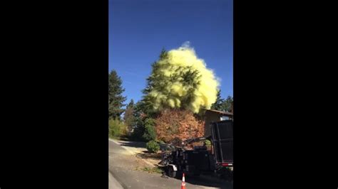 Image result for Pollen Coming Off Tree