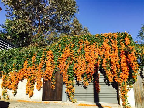 Orange Trumpet vine | Trumpet vine, Garden, Plants