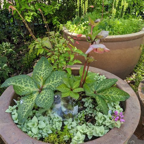 Potted Plants for Pollinators | UC Davis Arboretum and Public Garden