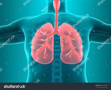 Image result for Lung Segmentation Using CNN