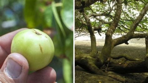 Image result for Tutorial Como Cortar Botella