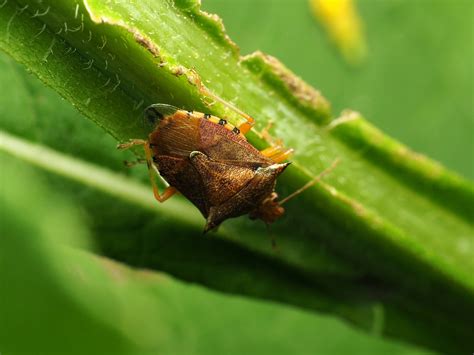 About Spined Soldier Bug - Maryland Biodiversity Project