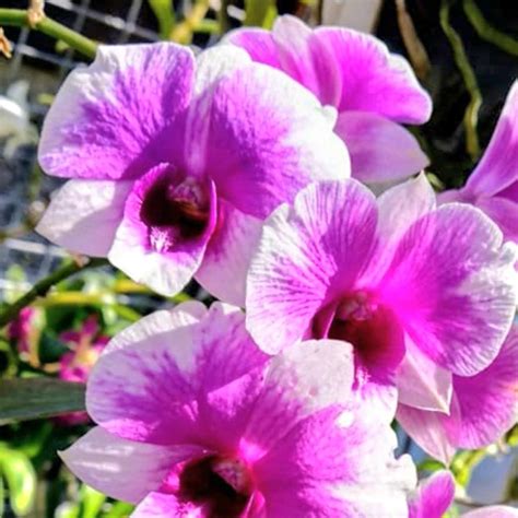 Dendrobium Yaya Compactum orchids with flower – Bees Plant Hub