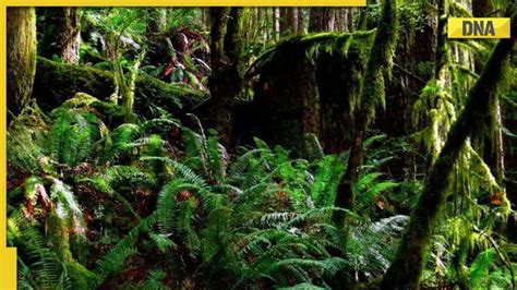 National Forest Martyrs Day 2022: Know why this day is observed on ...