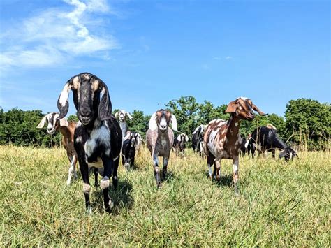 Goat Yoga at Winward by Lost Acre Farm, Windward by Lost Acre ...