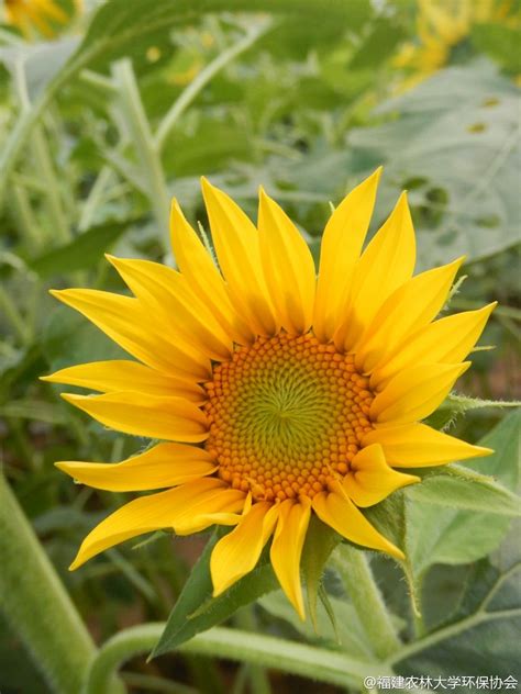File:Sunflower 2007.JPG - Wikimedia Commons