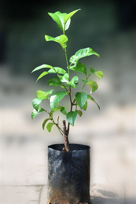 Keledang Fruit Plants (Artocarpus Lanceifolius) – veliyathgardens