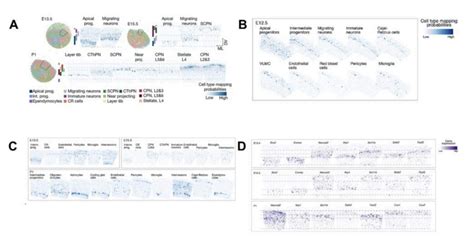 Spatial Transcriptome Mouse Embryo Development 的图像结果
