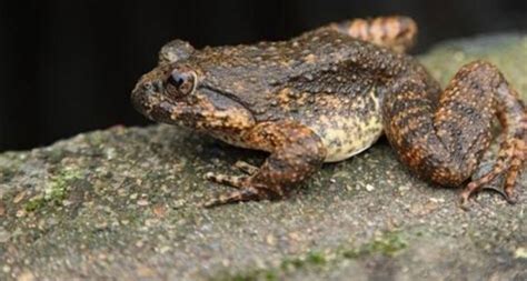 野生奇珍稀有动物-棘胸蛙，是空谷幽境深涧溪流之中的活体人参_水温_大叔_环境