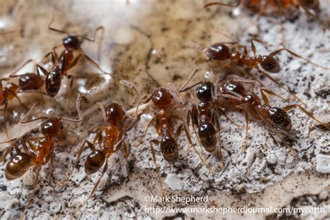 The Most Painful Stings - mark shepherd journal