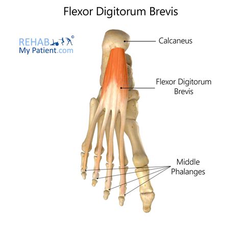 Extensor Digitorum Longus