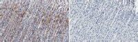 Anti-P2X4 receptor Antibody, clone 12-10H | MABN2609-100UG