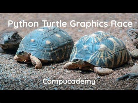 How to Make a Turtle Race in Python 的图像结果