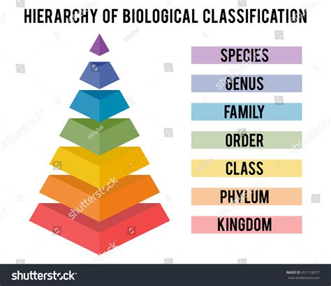 Hierarchy Biological Classification Major Taxonomic Ranks Stock Vector ...
