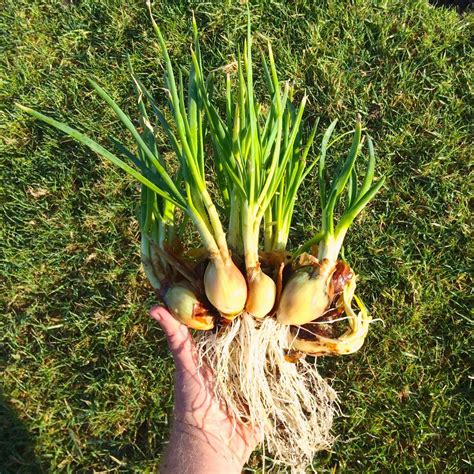 Planting Onion Allium at Marjorie Lockett blog