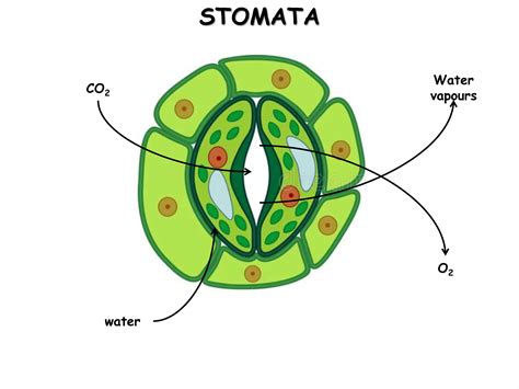 Photosynthesis (class 10) | PPTX