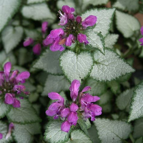 Lamium maculatum Purple Dragon Dead Nettle for Sale | Rare Roots