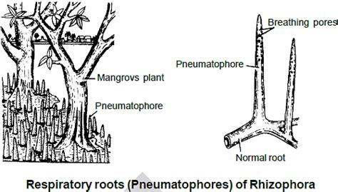 Modification of Root, Stem and Leaf - Morphology of Plants, Class 11 ...