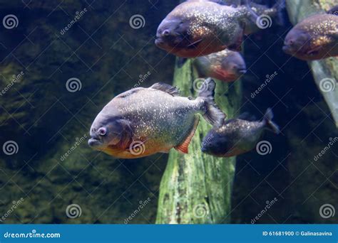 Piranha fish Black PACU . stock photo. Image of world - 61681900