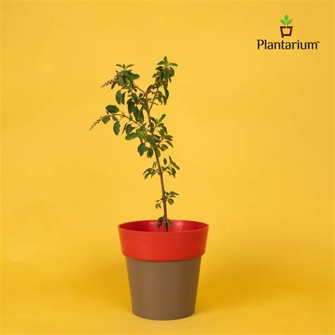 PVC 35A Dual Colour Pot – 7.5 Inch Height | Dual Color Stylish Pot for ...