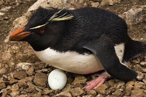 Penguin Laying Eggs