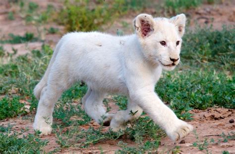 White Lion Lodge, Barrydale