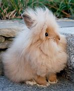 Image result for Fluffy Rabbit Babie Lots