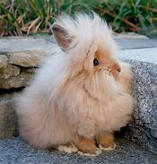 Image result for fluffy bunny baby