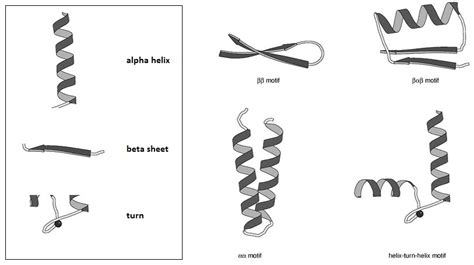 Image result for Beta Turn Structure