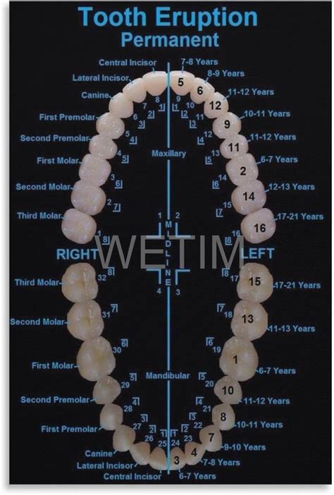 SSDECR Dental Office Wall Decoration Poster Permanent Teeth India | Ubuy