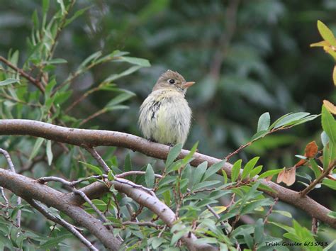 Pacific Slope Flycatcher