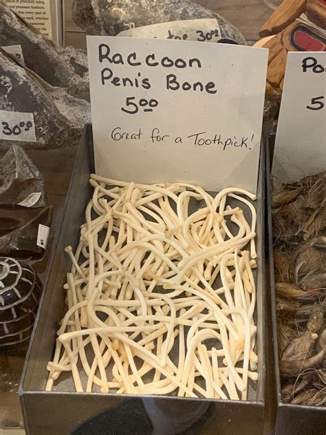Raccoon Penis Bones are considered good luck in many cultures. They are ...