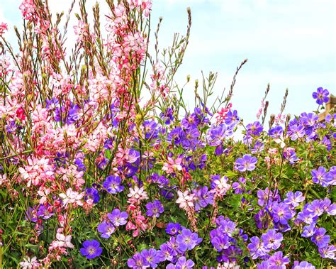 Geranium Rozanne ('Gerwat'ᴾᴮᴿ) bare roots — Buy Rozanne cranesbill ...