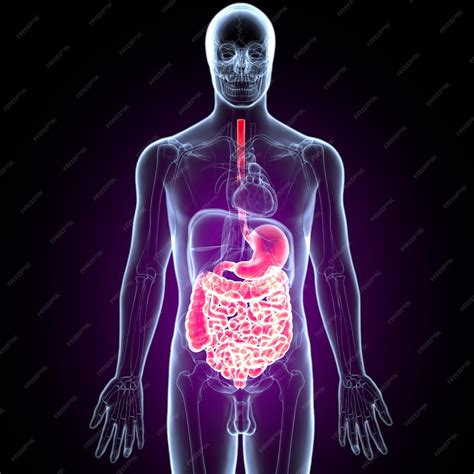 3d illustration of human digestive system anatomy stomach with small ...