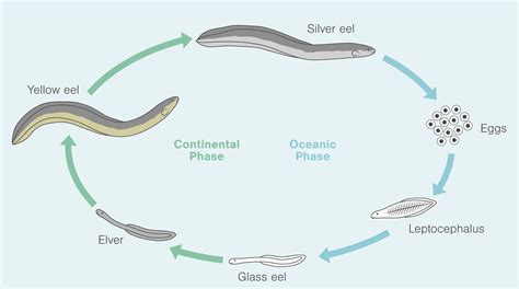 How Does Eel Reproduce