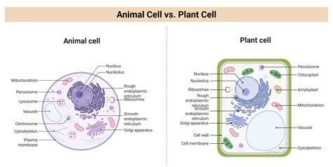 Plant Cell vs. Animal Cell (25 Major Differences)