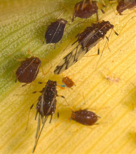 Pentalonia nigronervosa