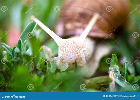 Raw Edible Sea Snails, Whelks Close-up And Lemon, Parsley, Garlic On A ...