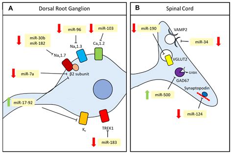 The Role of miRNAs in Neuropathic Pain