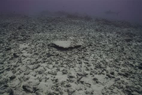 Researchers observe coral reef damage and invasive alga in ...