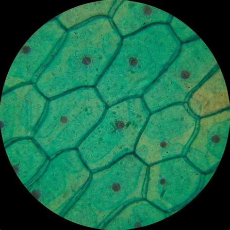 Cell Structure Under Microscope 的图像结果