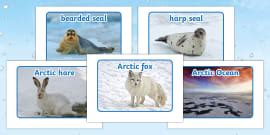 * NEW * Polar Biome PowerPoint - Life in the Arctic | Twinkl