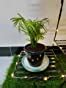 Nurturing Green Chamaedorea Palm Plant with Pot for Home | Indoor Live ...
