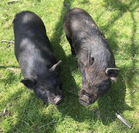 Kermitandpiggy - Best photos on dibujosparaimprimir.net