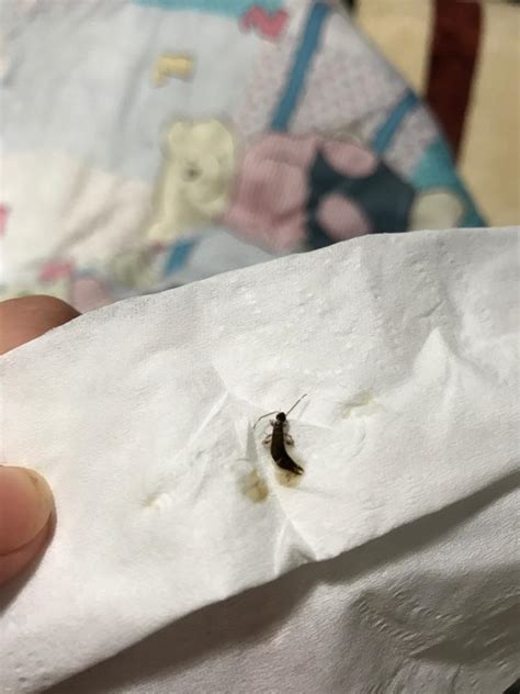 请问这是什么虫子？床单上辈子上经常有，好恐怖，它的尾巴还会一直动 - 知乎