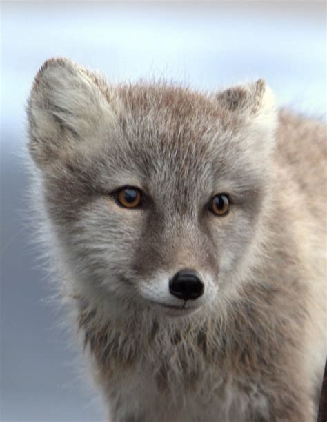 Another Arctic foxen portrait. : r/wildlifephotography