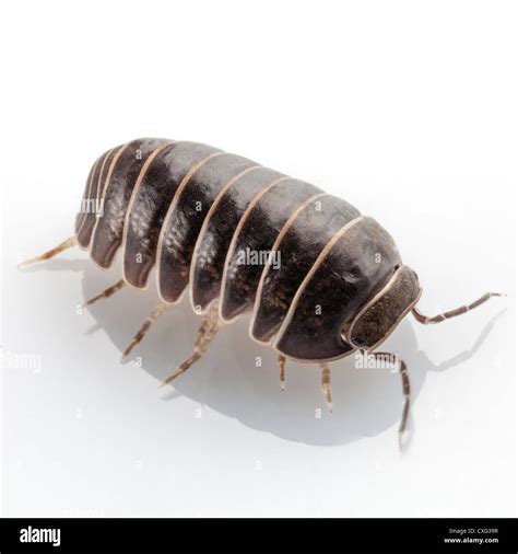 Isopod face hi-res stock photography and images - Alamy