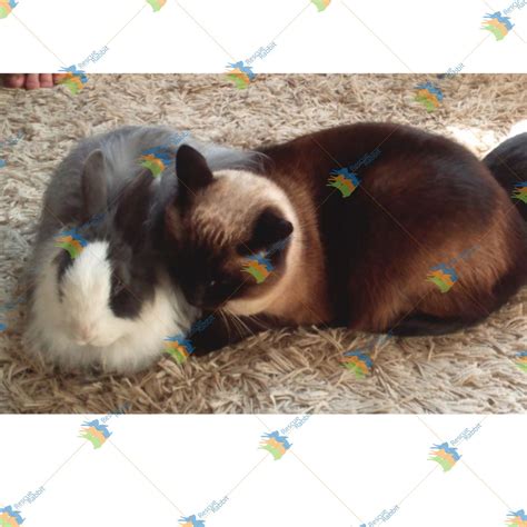 Cats or Dogs with Rabbits