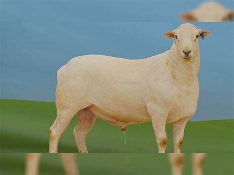 Most Expensive Sheep in world sell in two crore know the feature and ...